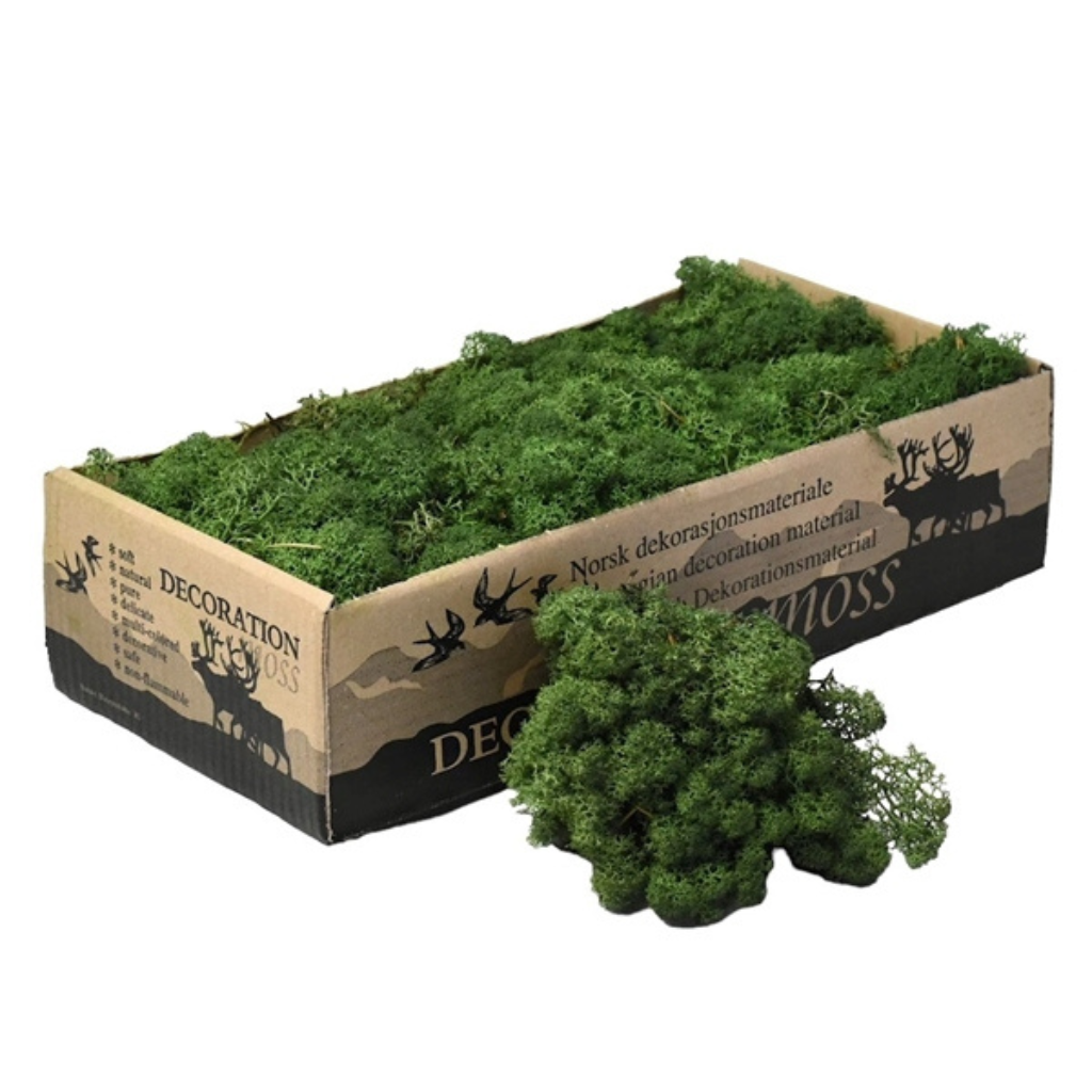Tmavě zelený stabilizovaný sobí mech Moss Reindeer 500 g